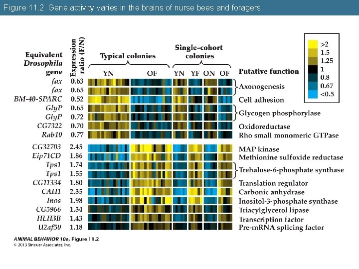 Figure 11. 2 Gene activity varies in the brains of nurse bees and foragers.