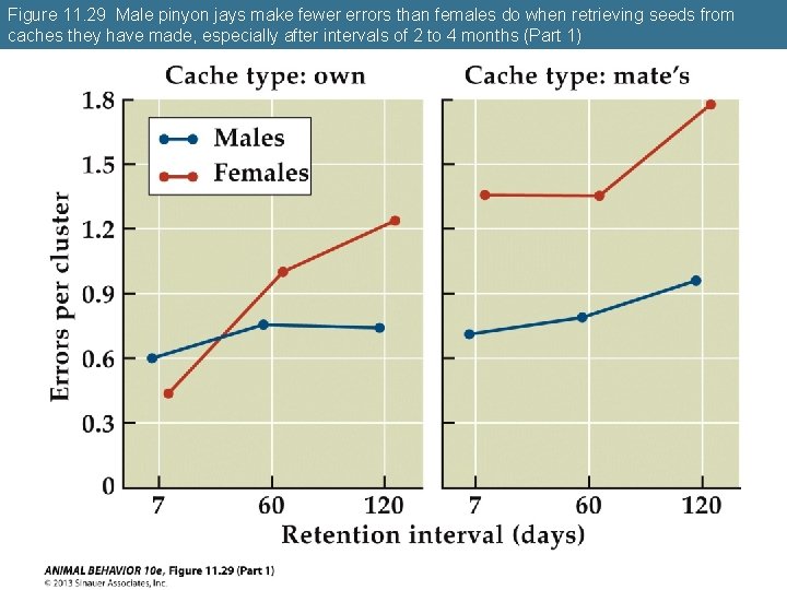 Figure 11. 29 Male pinyon jays make fewer errors than females do when retrieving