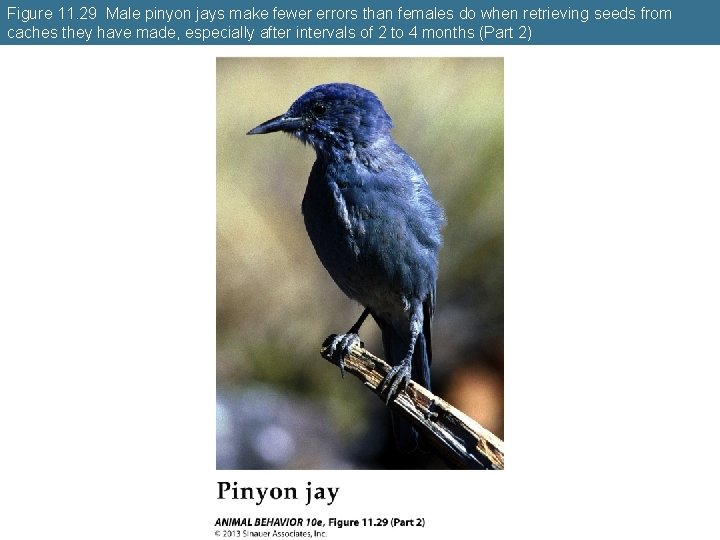 Figure 11. 29 Male pinyon jays make fewer errors than females do when retrieving