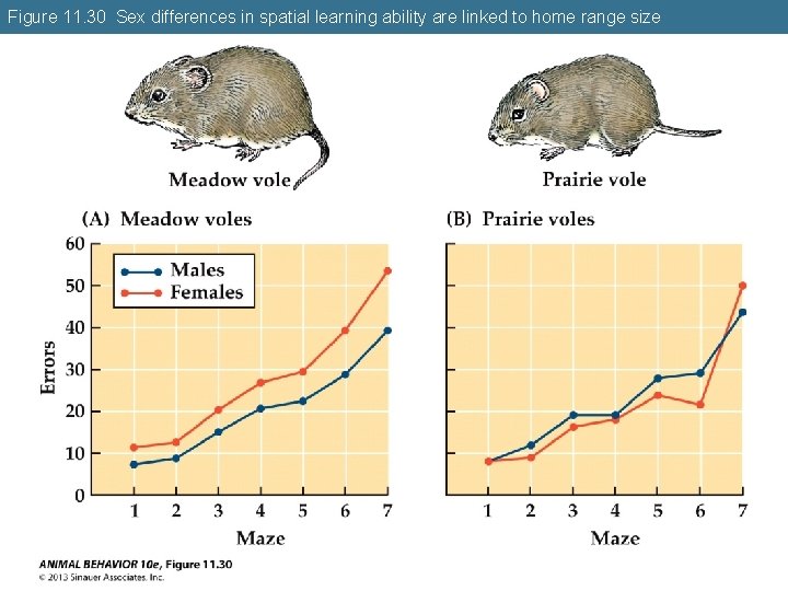 Figure 11. 30 Sex differences in spatial learning ability are linked to home range