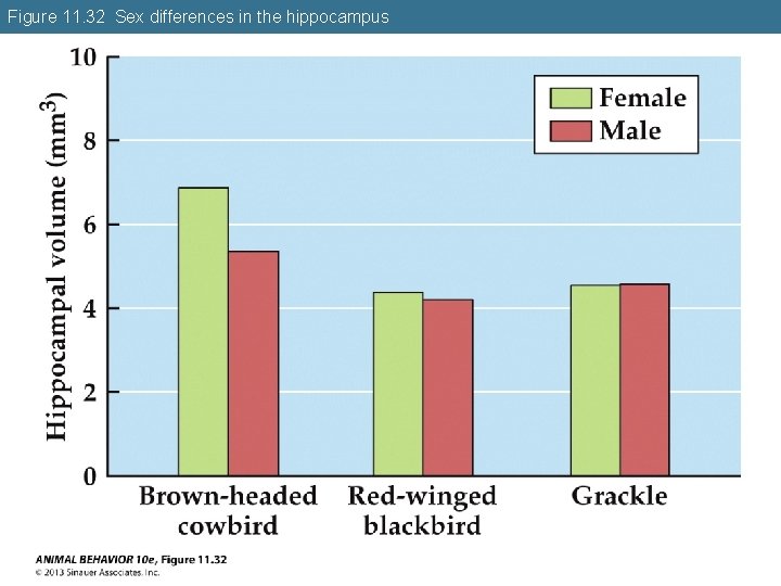 Figure 11. 32 Sex differences in the hippocampus 