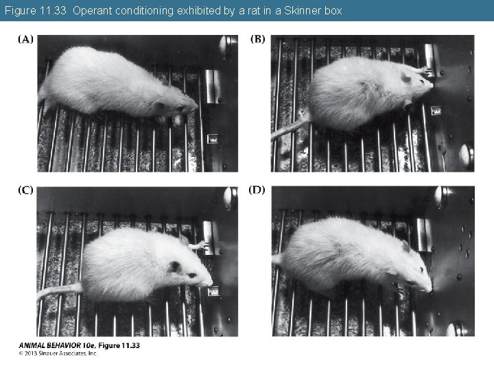 Figure 11. 33 Operant conditioning exhibited by a rat in a Skinner box 