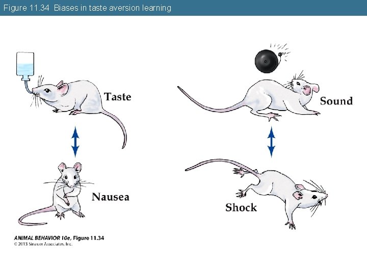 Figure 11. 34 Biases in taste aversion learning 