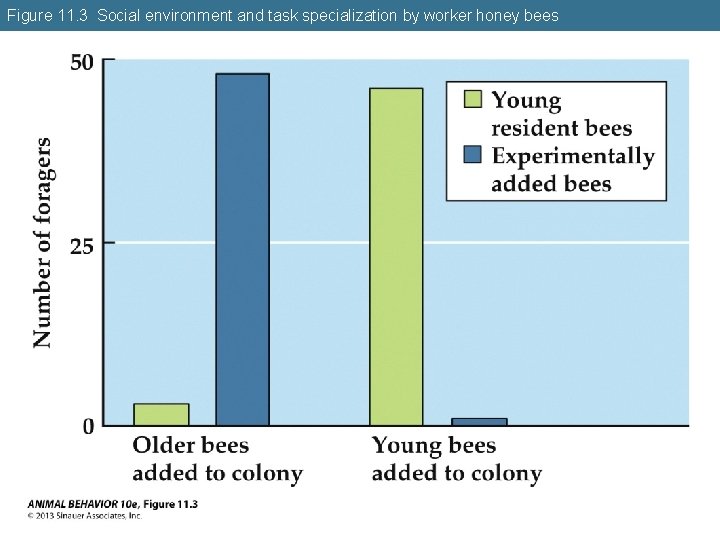 Figure 11. 3 Social environment and task specialization by worker honey bees 