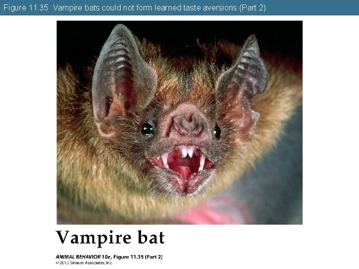 Figure 11. 35 Vampire bats could not form learned taste aversions (Part 2) 