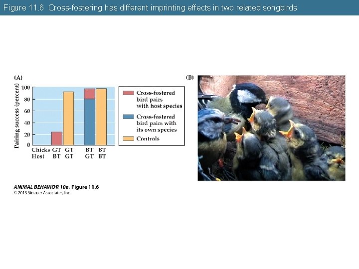 Figure 11. 6 Cross-fostering has different imprinting effects in two related songbirds 