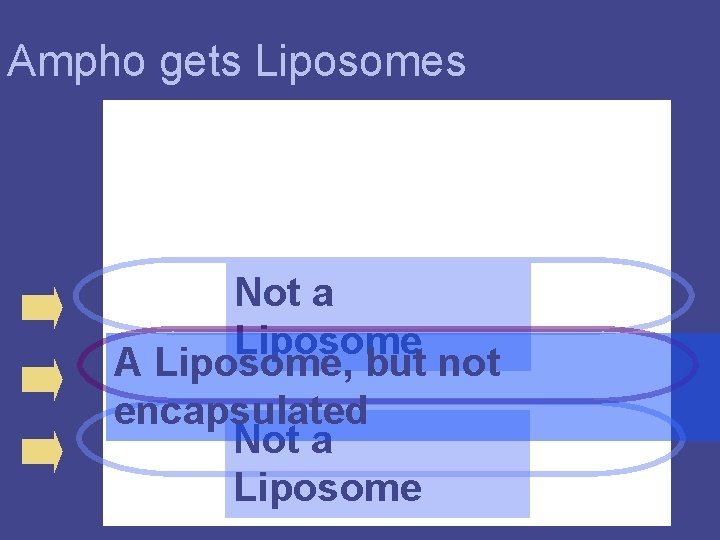 Ampho gets Liposomes Not a Liposome A Liposome, but not encapsulated Not a Liposome