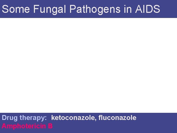 Some Fungal Pathogens in AIDS Drug therapy: : ketoconazole, fluconazole, Amphotericin B 