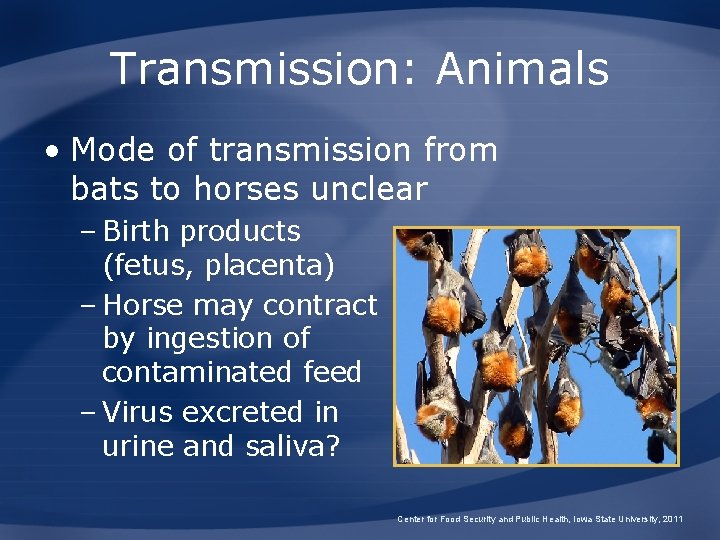 Transmission: Animals • Mode of transmission from bats to horses unclear – Birth products