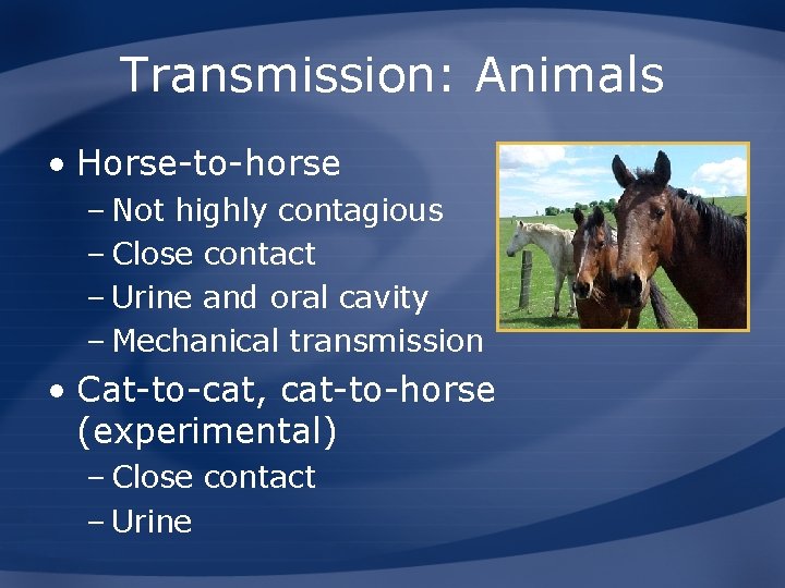 Transmission: Animals • Horse-to-horse – Not highly contagious – Close contact – Urine and