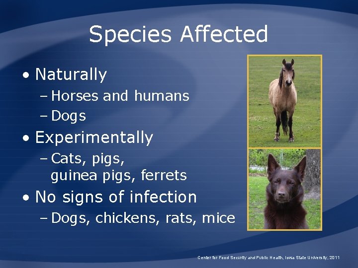 Species Affected • Naturally – Horses and humans – Dogs • Experimentally – Cats,