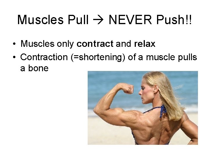 Muscles Pull NEVER Push!! • Muscles only contract and relax • Contraction (=shortening) of