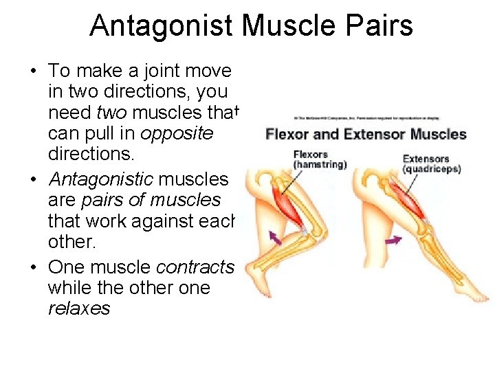 Antagonist Muscle Pairs • To make a joint move in two directions, you need