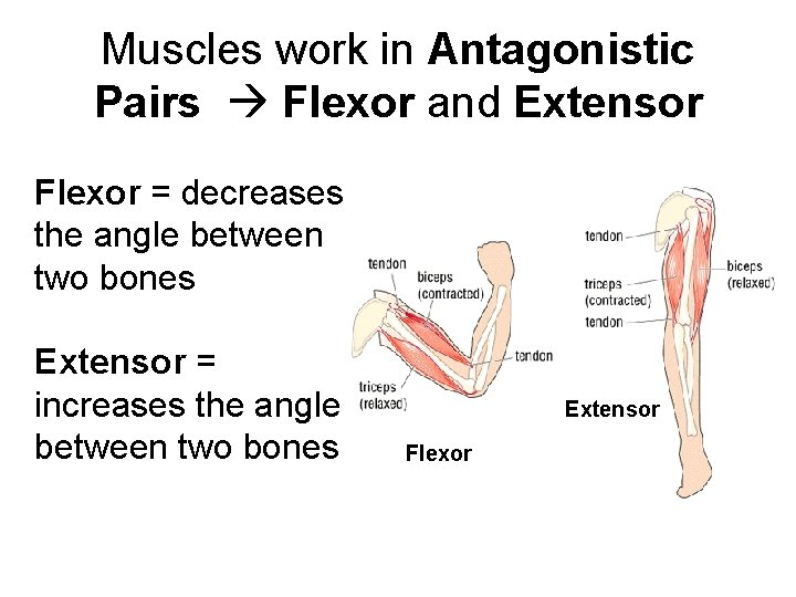 Muscles work in Antagonistic Pairs Flexor and Extensor Flexor = decreases the angle between