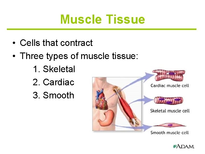 Muscle Tissue • Cells that contract • Three types of muscle tissue: 1. Skeletal