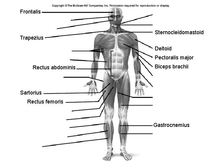 Frontalis Trapezius Sternocleidomastoid Deltoid Pectoralis major Rectus abdominis Biceps brachii Sartorius Rectus femoris Gastrocnemius