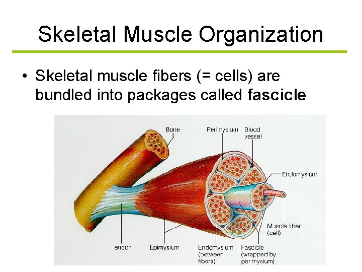 Skeletal Muscle Organization • Skeletal muscle fibers (= cells) are bundled into packages called