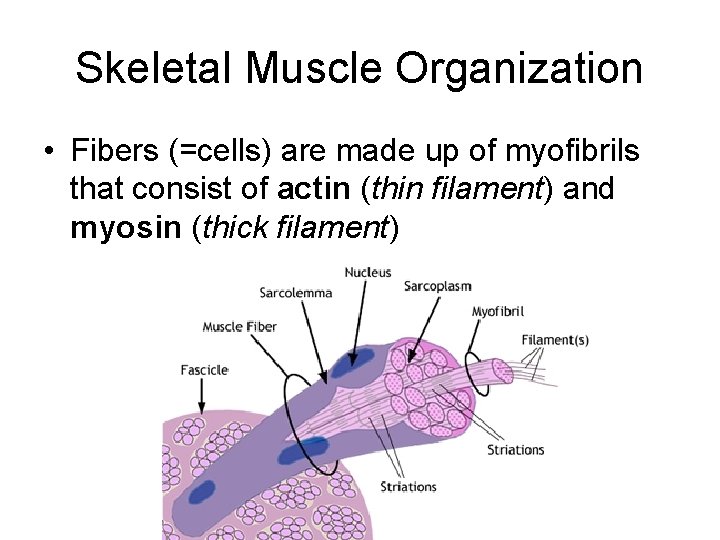 Skeletal Muscle Organization • Fibers (=cells) are made up of myofibrils that consist of