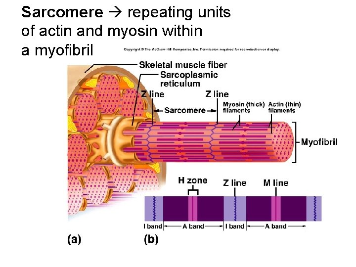 Sarcomere repeating units of actin and myosin within a myofibril 