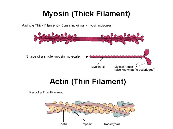 Myosin (Thick Filament) Actin (Thin Filament) 