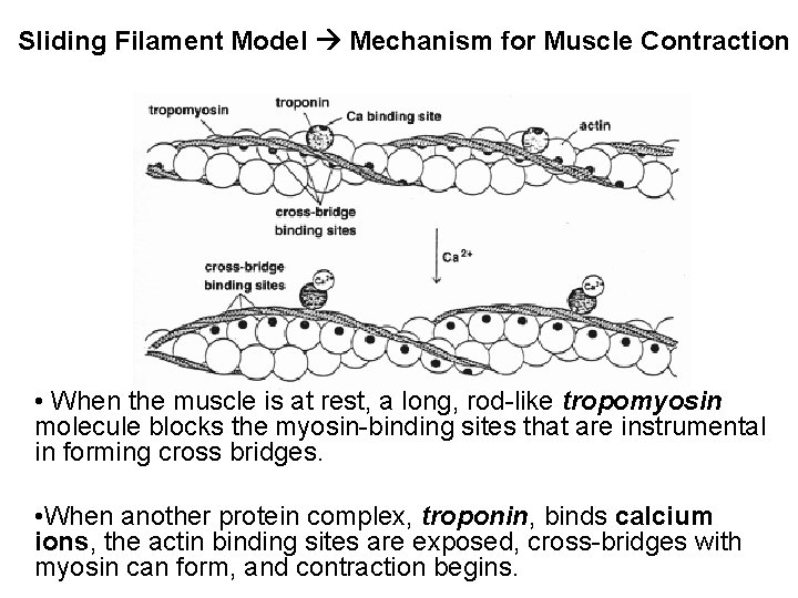 Sliding Filament Model Mechanism for Muscle Contraction • When the muscle is at rest,