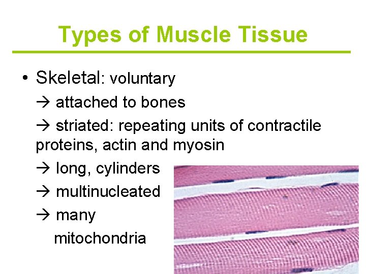 Types of Muscle Tissue • Skeletal: voluntary attached to bones striated: repeating units of