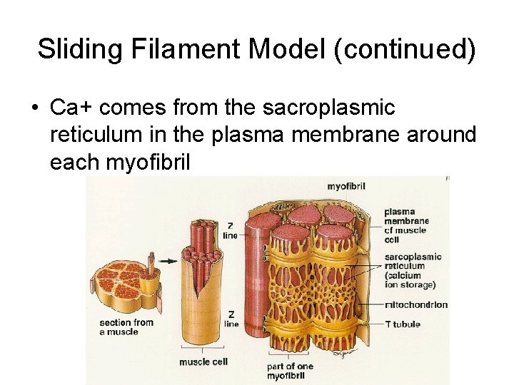 Sliding Filament Model (continued) • Ca+ comes from the sacroplasmic reticulum in the plasma