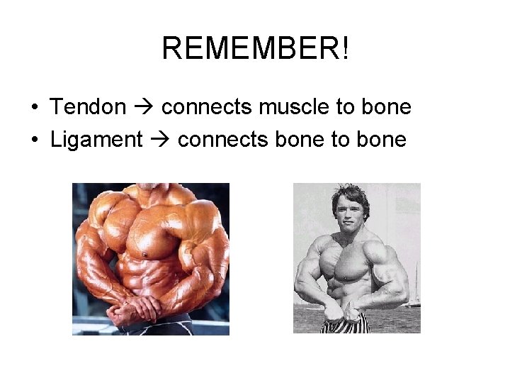 REMEMBER! • Tendon connects muscle to bone • Ligament connects bone to bone 