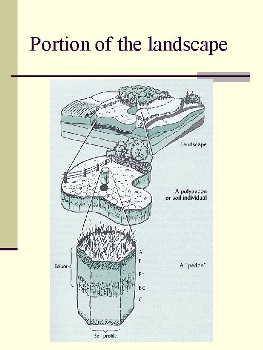 Portion of the landscape 