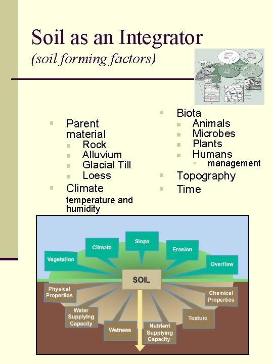 Soil as an Integrator (soil forming factors) § Soil forming factors § § Parent