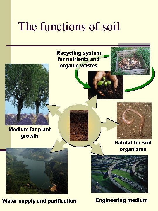 The functions of soil Recycling system for nutrients and organic wastes Medium for plant