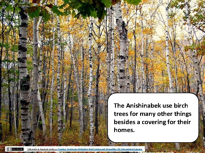 The Anishinabek use birch trees for many other things besides a covering for their