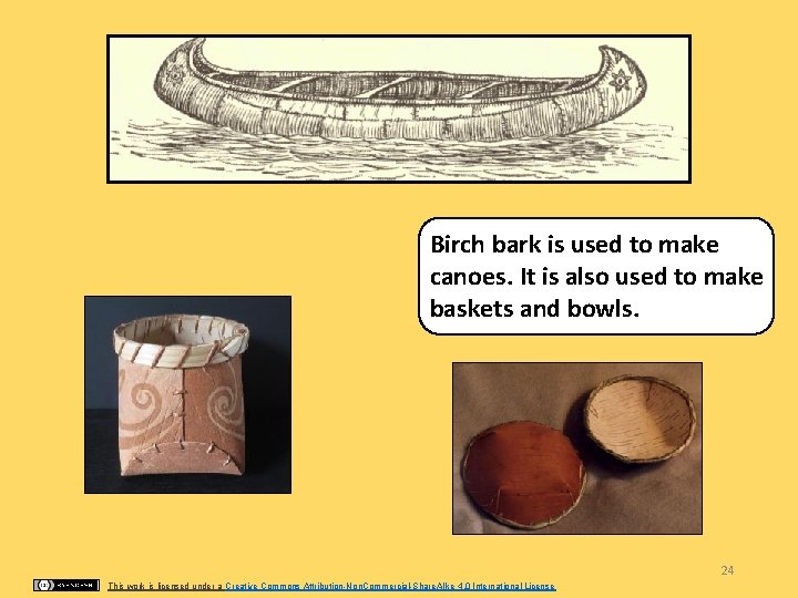 Birch bark is used to make canoes. It is also used to make baskets