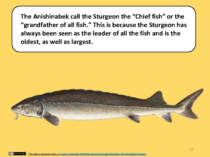 The Anishinabek call the Sturgeon the “Chief fish” or the “grandfather of all fish.