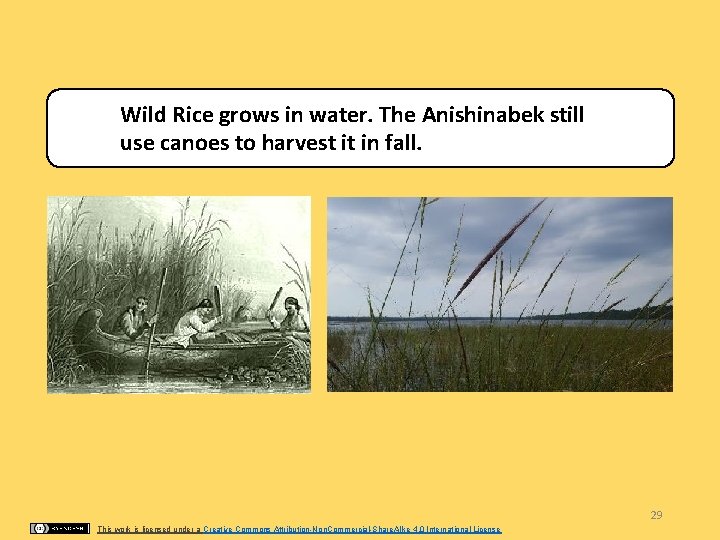 Wild Rice grows in water. The Anishinabek still use canoes to harvest it in