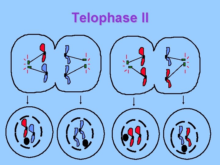 Telophase II 