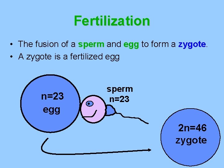 Fertilization • The fusion of a sperm and egg to form a zygote •