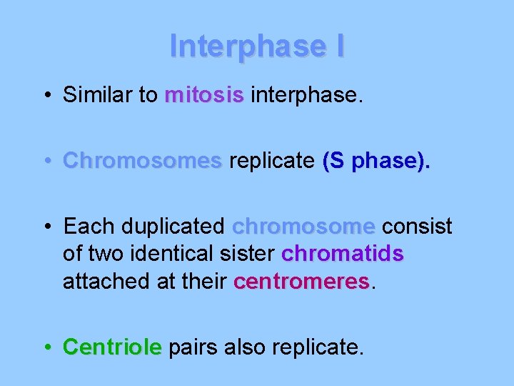 Interphase I • Similar to mitosis interphase. • Chromosomes replicate (S phase). • Each