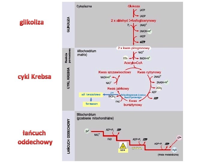 glikoliza cykl Krebsa sól terazolowa 2 H dehydrogenaza kwasu bursztynowego formazan łańcuch oddechowy KCN