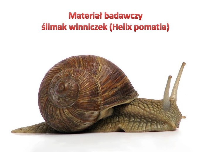 Materiał badawczy ślimak winniczek (Helix pomatia) 