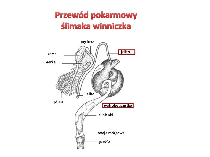 Przewód pokarmowy ślimaka winniczka pęcherz jelito serce nerka jelito płuca wątrobotrzustka ślinianki zwoje mózgowe