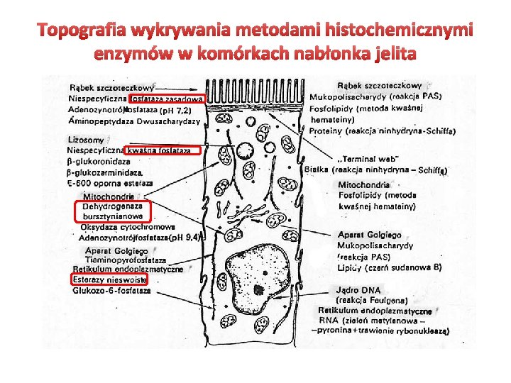 Topografia wykrywania metodami histochemicznymi enzymów w komórkach nabłonka jelita 