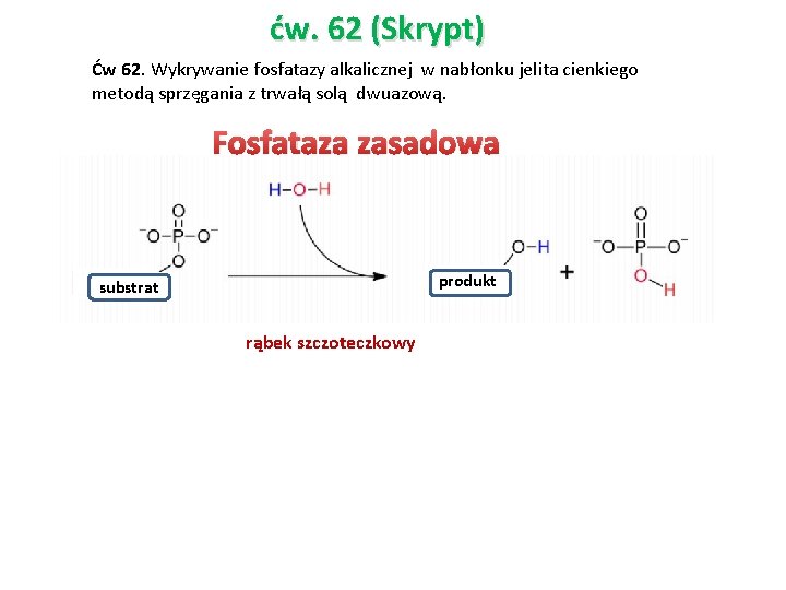 ćw. 62 (Skrypt) Ćw 62. Wykrywanie fosfatazy alkalicznej w nabłonku jelita cienkiego metodą sprzęgania