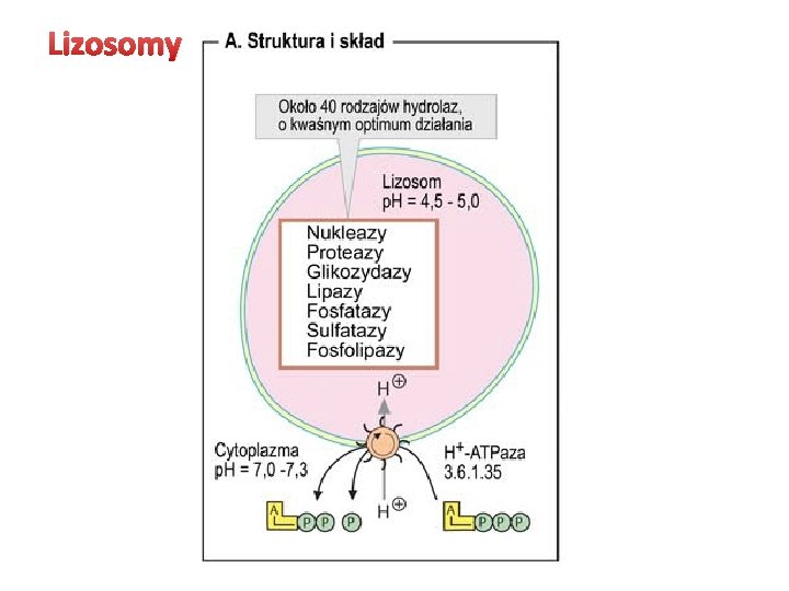 Lizosomy 