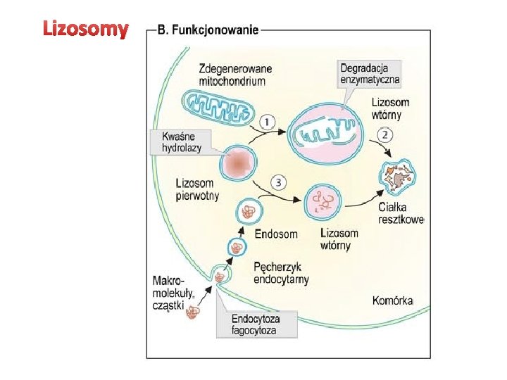 Lizosomy 