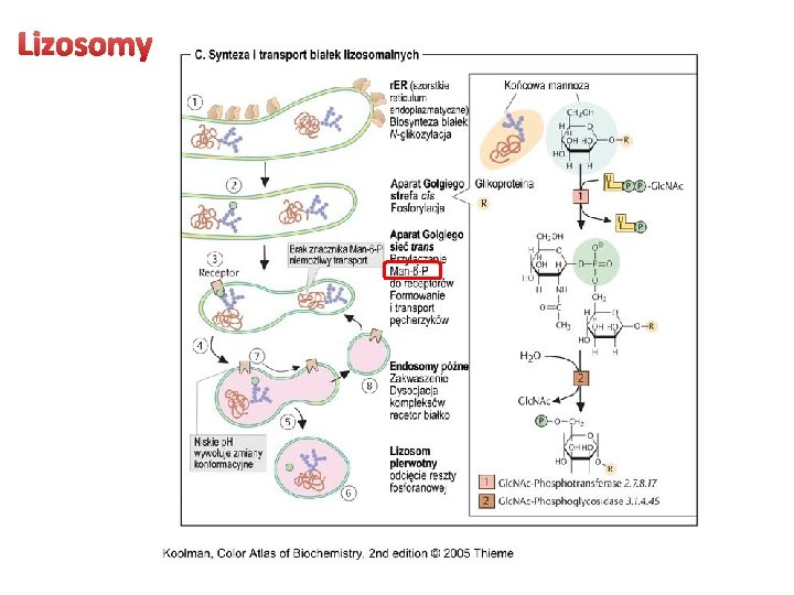 Lizosomy 