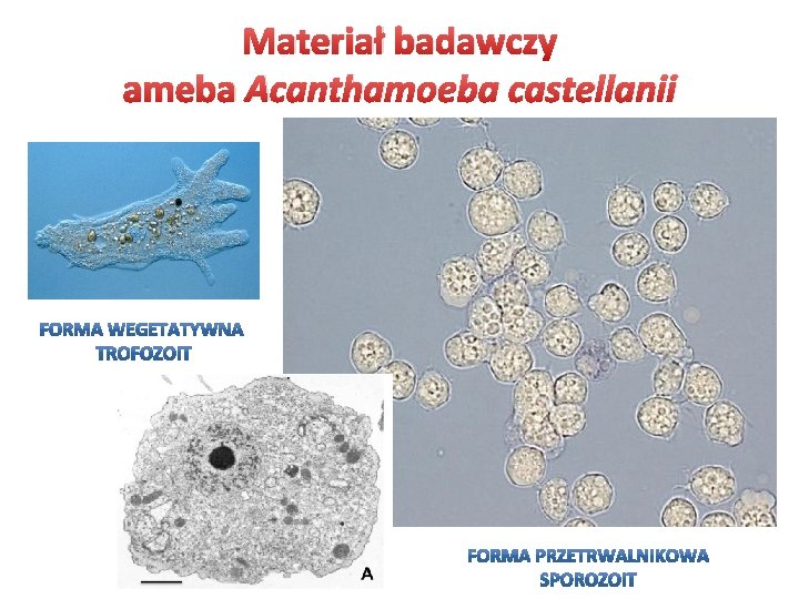 Materiał badawczy ameba Acanthamoeba castellanii 