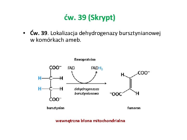 ćw. 39 (Skrypt) • Ćw. 39. Lokalizacja dehydrogenazy bursztynianowej w komórkach ameb. flawoproteina dehydrogenzaza