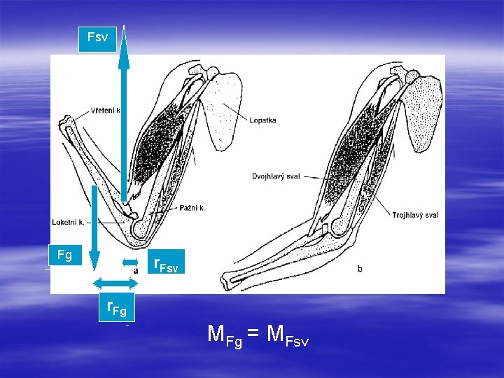 Fsv Fg r. Fsv r. Fg MFg = MFsv 