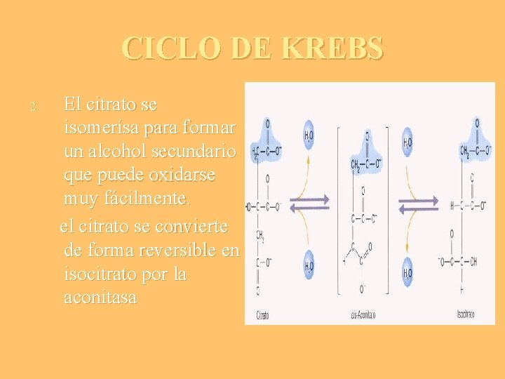 CICLO DE KREBS 2. El citrato se isomerísa para formar un alcohol secundario que